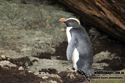 Fiordland Penguin a2129.jpg