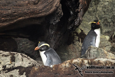 Fiordland Penguin a2151.jpg