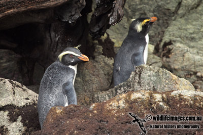 Fiordland Penguin a2180.jpg