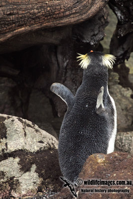 Fiordland Penguin a2204.jpg