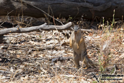 Numbat 0548.jpg