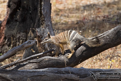 Numbat 0554.jpg