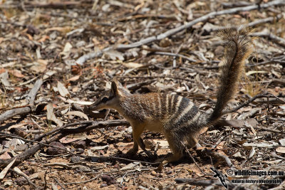 Numbat 0560.jpg