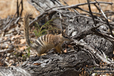 Numbat 0612.jpg