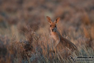 Red Kangaroo 4869.jpg