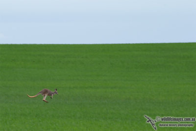 Red Kangaroo 1403.jpg
