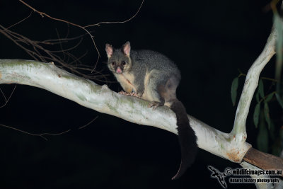 Common Brushtail Possum 1450.jpg