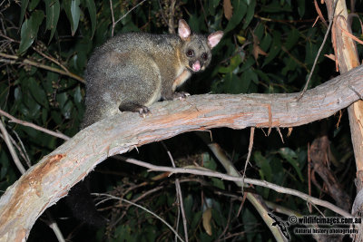 Common Brushtail Possum 1765.jpg