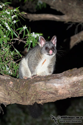 Common Brushtail Possum 8697.jpg