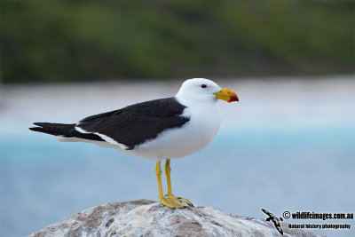 Pacific Gull 3144.jpg