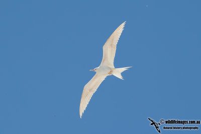 Lesser Frigatebird 6343.jpg