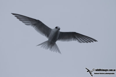 Antarctic Tern a4171.jpg