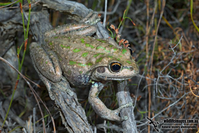 Spot-thighed Frog - Litoria cyclorhyncha