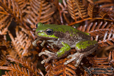Tasmanian Tree Frog - Litoria burrowsae