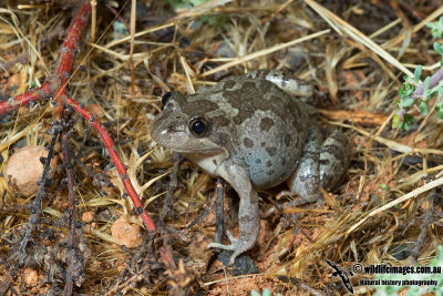 Barking Marsh Frog - Limnodynastes fletcheri