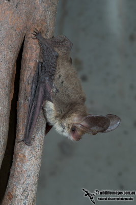Lesser Long-eared Bat 3386.jpg