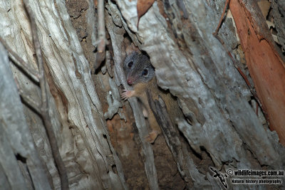 Yellow-footed Antechinus 0838.jpg