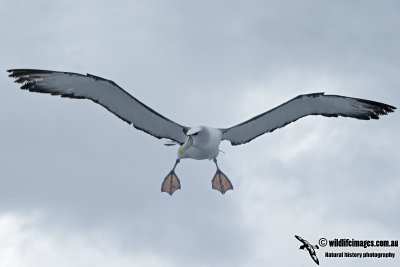 Shy Albatross 2876.jpg