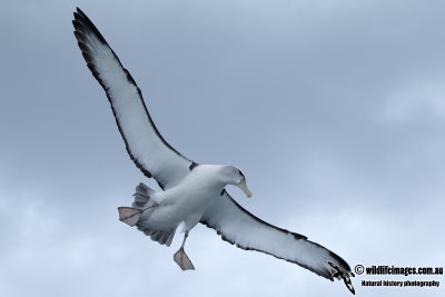 Shy Albatross 2880.jpg