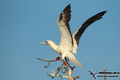 Red-footed Booby