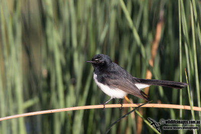 Willie Wagtail 0543.jpg