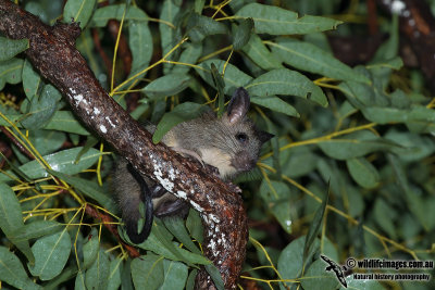 Black-footed Tree-Rat 7699.jpg