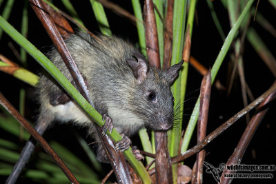 Black-footed Tree-Rat