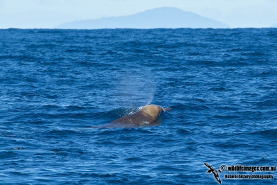 Shepherd's Beaked Whale 8136L.jpg