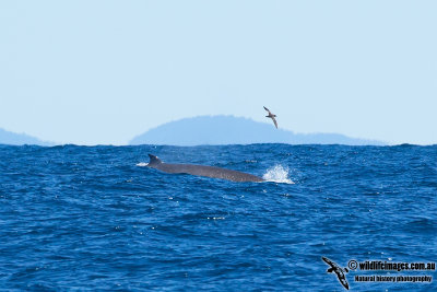 Shepherd's Beaked Whale 8210L.jpg