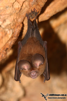 Dusky Leaf-nosed Bat