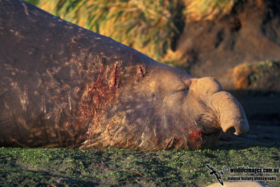 Southern Elephant Seal M663.jpg