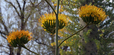 agave flowers