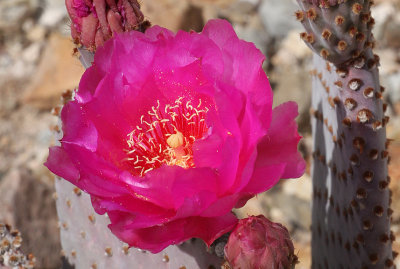 pink prickly pear