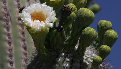 saguaro flower