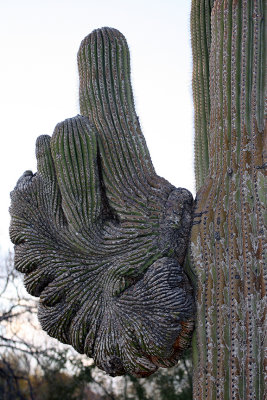 warped saguaro