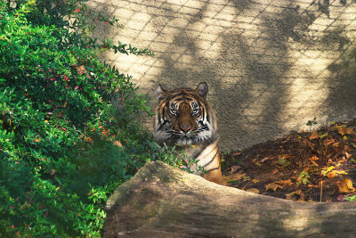 CRW_9167-Sumatran-Tiger.jpg