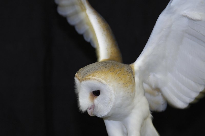 Barn Owl