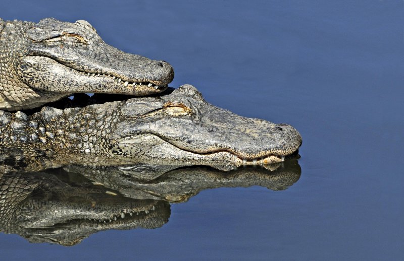 Alligators