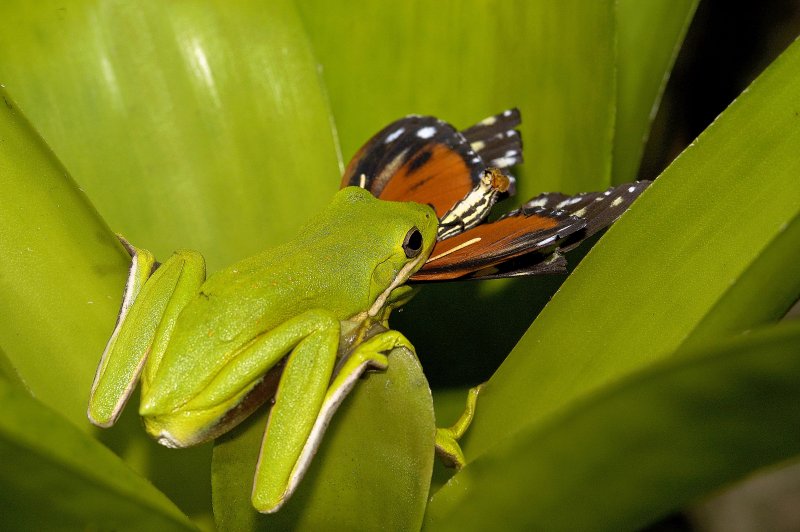 Green Tree Frog