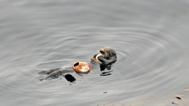 Sea Otter Munching