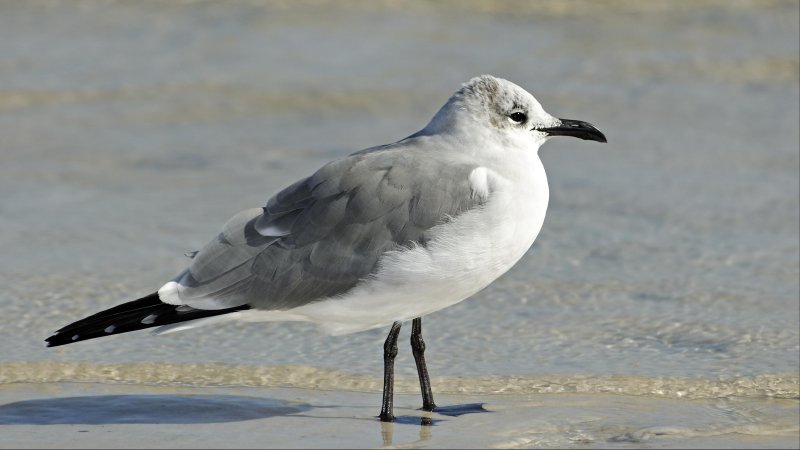 Franklins Gull