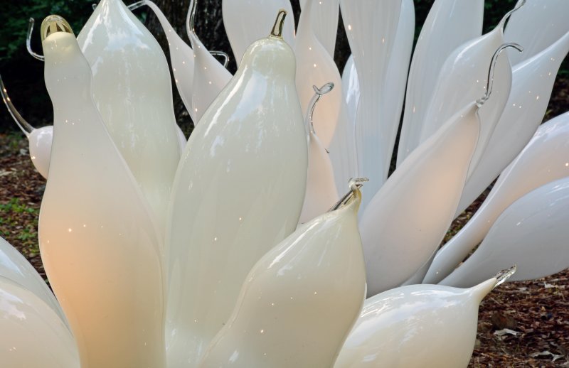 White Belugas 2014 #2
