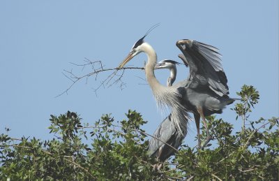 Venice Rookery