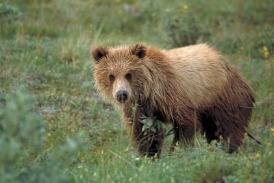  Grizzly Bear Cub - Sable Pass                                                   