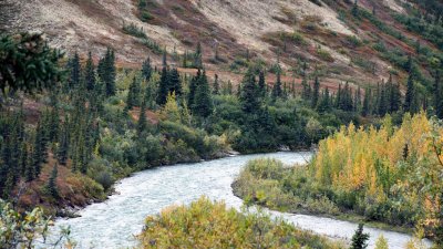 Moose Creek #1