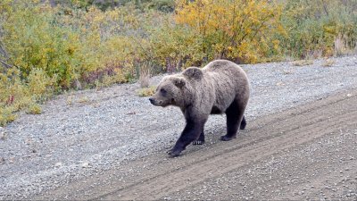 Grizzly Bear #1