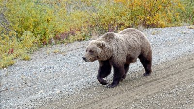 Grizzly Bear #2