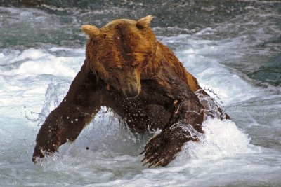 Grizzly Bear Lunging - Brooks Falls