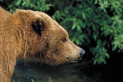 Grizzly Bear Profile - Lower Brooks Falls