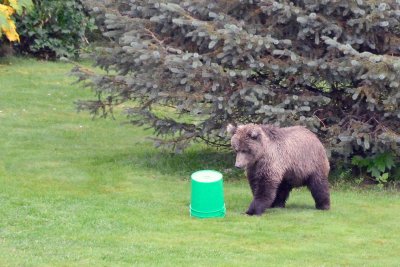 Playful Grizzlies #7